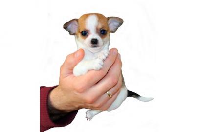Mini und normal Chihuahua Welpen