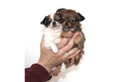 Mini und normal Chihuahua Welpen