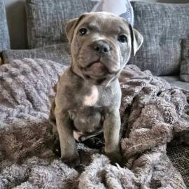 American Staffordshire Terrier Welpen Wh