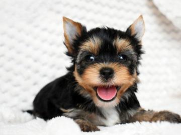 Yorkie Welpen verf�gbar