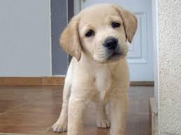 s??en Labrador welpen