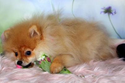 Pomeranian und Pomchi Welpen
