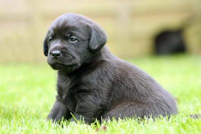 Labrador-Welpen aus HD-ED-freier Zucht