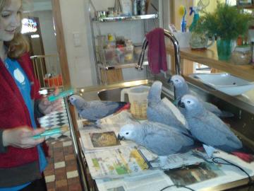 Handzahme Graupapageien