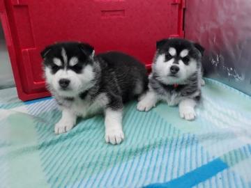 Siberian Huskywelpen