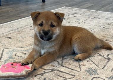 Wundersch�n Shiba Inu welpen