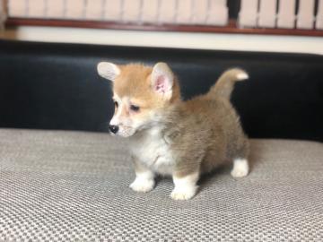 Welsh Corgi Pembroke Welpen zu verkaufen