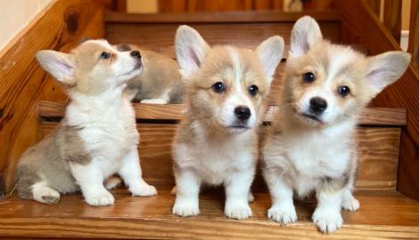 Welsh Corgi Pembroke Welpen zu verkaufen