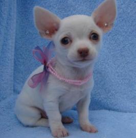 Kleine Chihuahua H�ndin