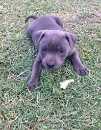 American Staffordshire Welpen Blue-Line