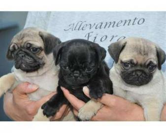 Mops Welpen, gechipt, geimpft usw Wir h