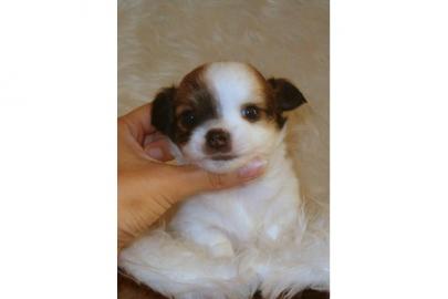X-MAS Chihuahua welpen(150 euros)