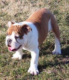English Bulldogge Cubs