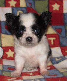 Zuckers��e MINI MINI Chihuahua Welpen!!