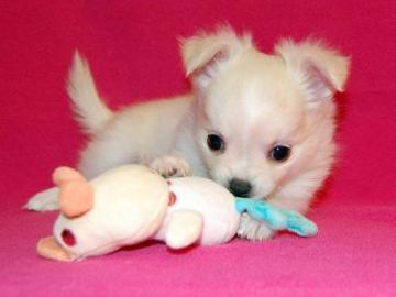 Zuckers��e MINI MINI Chihuahua Welpen!!