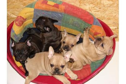 Franz.  Bulldoggen Welpen choco linie