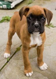 Boxer Welpen zu verkaufen