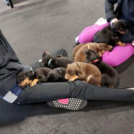 Doberman Pinscher Welpen