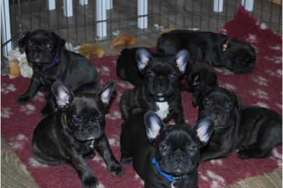 Franz�sische Bulldoggen Welpen