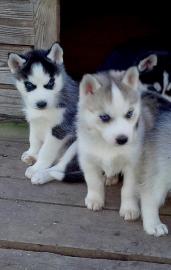 Husky Welpen, Siberian Huskies . 