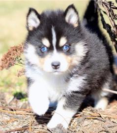 Atemberaubende Pomsky Welpen