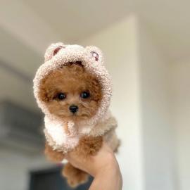 Cute Toy Poodle puppies for sale WHATSAP
