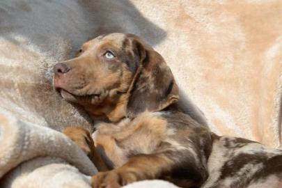 Louisiana Leopard dog - Catahoula