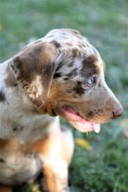 Louisiana Leopard dog - Catahoula