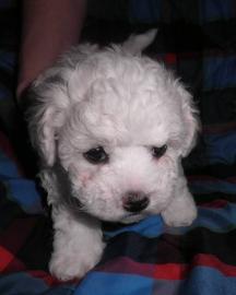 Wundersch�ne Welpen BICHON FRISE Top Q. 