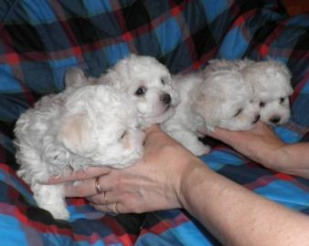 Wundersch�ne Welpen BICHON FRISE Top Q. 