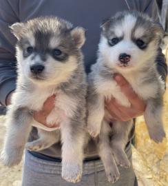 Siberische husky Te koop whatsapp nummer