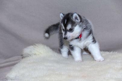 M�nnliche und weibliche Siberian Husky-W