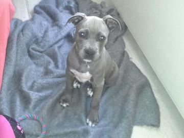 Blueline Wundersch�ne Staffiordshire Wel