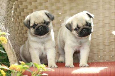 Mini Mops in Beige