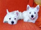 West- Highland Terrier(Westi) Welpen R�d