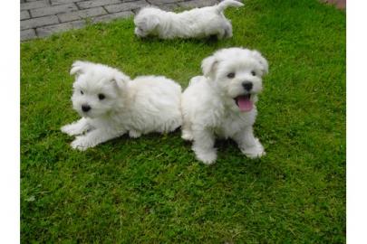West- Highland Terrier(Westi) Welpen R�d