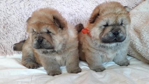 Chow Chow Welpe weiblich, cremefarben mi