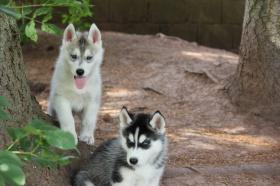 Lieferung fertig! Husky Welpe mit Papier