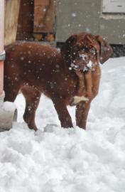 Dogue de Bordeaux, Bordeauxdogge