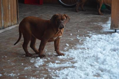 Dogue de Bordeaux, Bordeauxdogge
