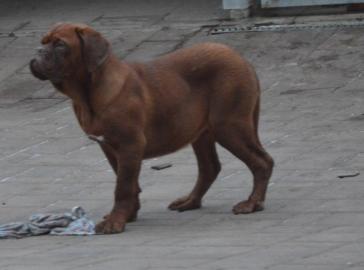 Dogue de Bordeaux, Bordeauxdogge