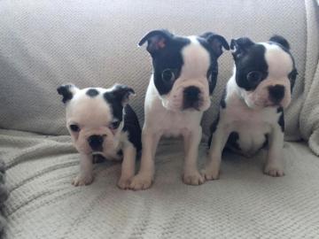 Registrierter Boston Terrier