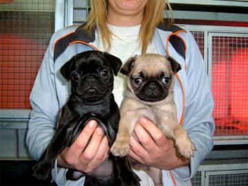 . . . Mops Welpe abzugeben. . . 