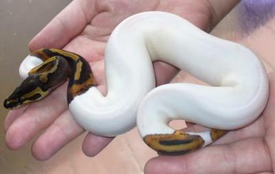 1,1 Albino und Piebald Ball Pythons jetz