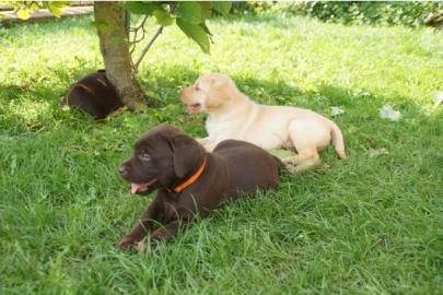 sch�ne braune.  Schwarz-Wei�-Labrador Wel
