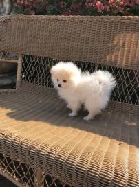Pomeranians Welpen sind bereit f�r ein n