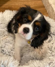 Cavalier King Charles Spaniel Welpen abz