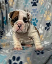 S��e Englische Bulldoggen Welpen whatsap