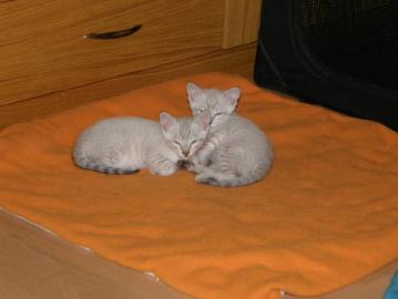 Katzenbabys F7 SBT (SAVANNAH)