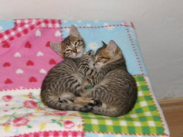 Katzenbabys F7 SBT (SAVANNAH)